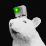 CreiuhfwdWCN5mJbMJtA9bBpYQrQF2tCBuZwSPWfpump